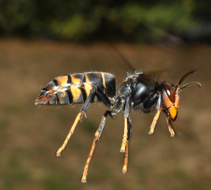 Frelon asiatique (Photo : Quentin ROME (MNHN)) Frelon asiatique (Photo : Quentin ROME (MNHN))