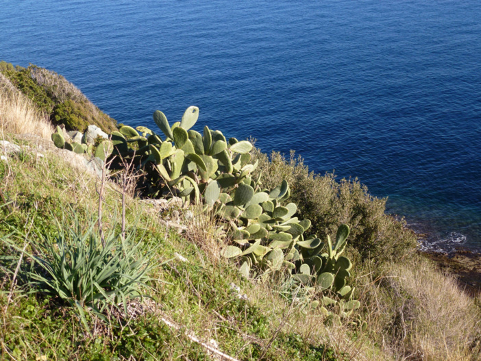 Opuntia ficus indica