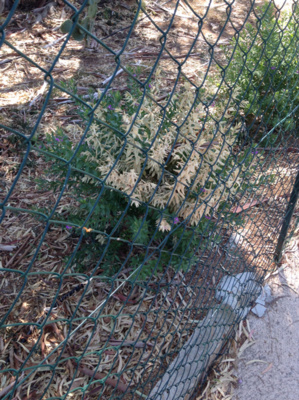 Polygala myrtifolia touché par Xylella