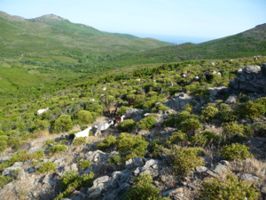 Caprins corses parcourant le maquis