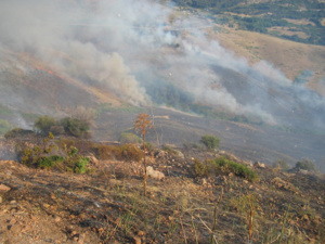 Incendie dans la région de Lava en 2015