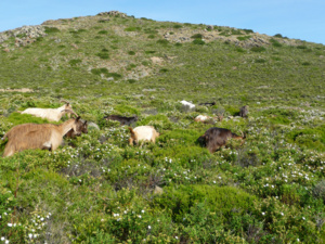Utilisation du maquis par des chèvres corses