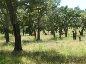 Prairie sous suberaie pâturée par des bovins Prairie sous suberaie pâturée par des bovins