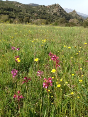 Orchidées sauvages dans une prairie natuelle