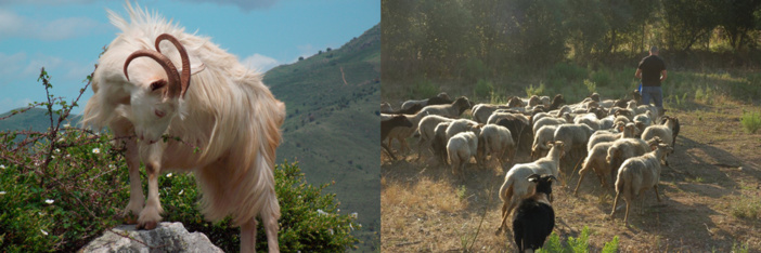Chèvre Corse / Un berger et son troupeau