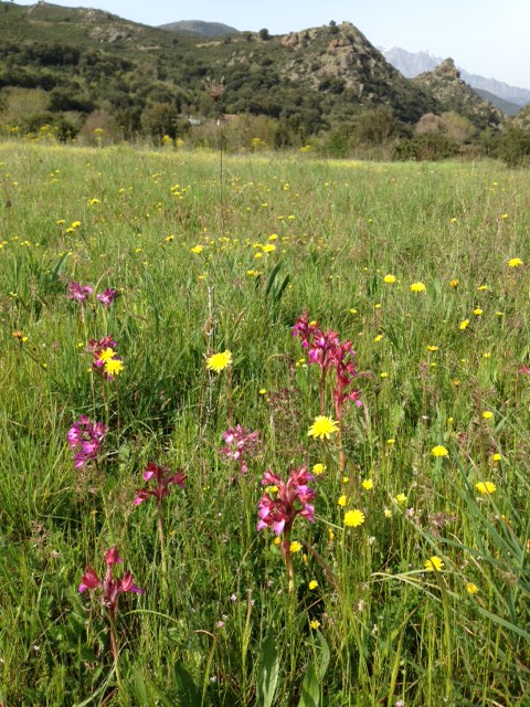 Orchidées sauvages dans une prairie natuelle