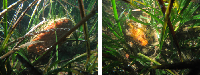 Grande nacre © Sintinelle / Chapon © Sintinelle Grande nacre © Sintinelle / Chapon © Sintinelle