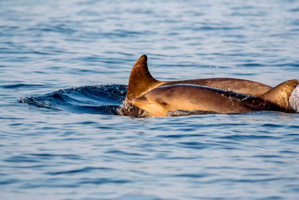 I cetacei
