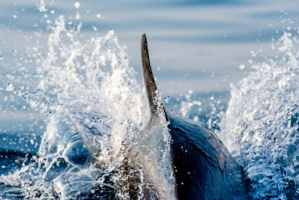 I cetacei