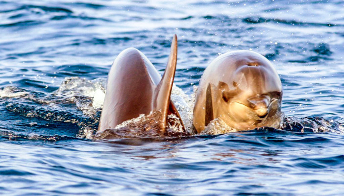 I cetacei