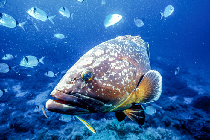 E.Volto