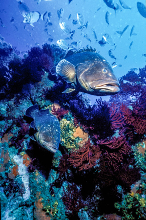 E.Volto