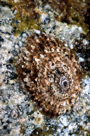 E.Volto