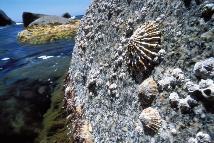 A patella gigante A patella gigante