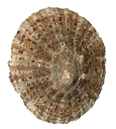 A patella gigante A patella gigante