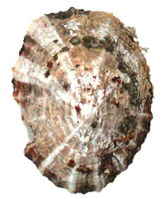 A patella gigante A patella gigante