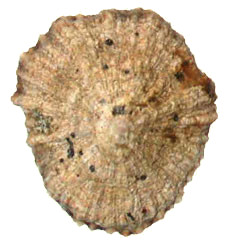A patella gigante A patella gigante