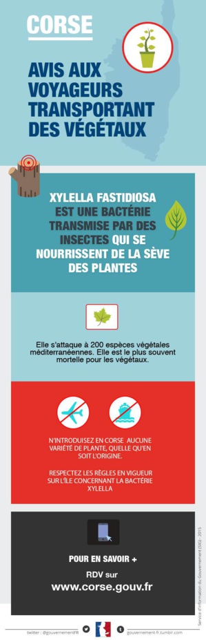 U periculu di Xylella Fastidiosa U periculu di Xylella Fastidiosa