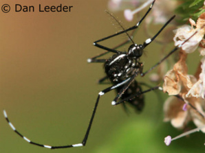 À l'entre di u 2016 solu firmavanu 16 cumune chì a si francavanu da a zinzala tigaru! À l'entre di u 2016 solu firmavanu 16 cumune chì a si francavanu da a zinzala tigaru!