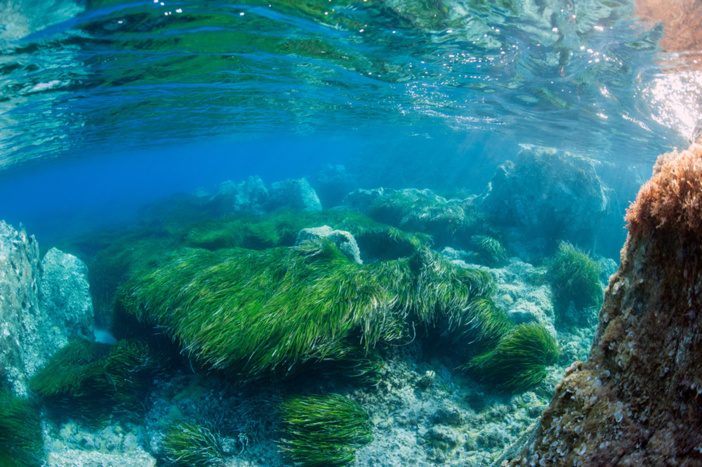 © OEC/PMIBB-E.Volto © OEC/PMIBB-E.Volto