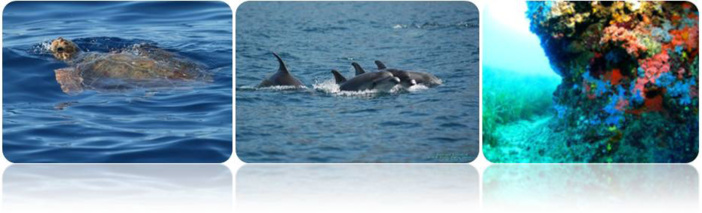 "Erbaghju maiò di tassona di a Costa urientale" "Erbaghju maiò di tassona di a Costa urientale"