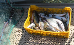 U tonu rossu U tonu rossu