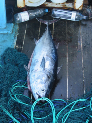 U tonu rossu U tonu rossu