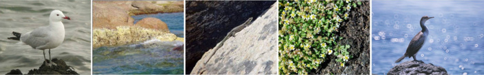 Création de la réserve naturelle des îles du Cap Corse