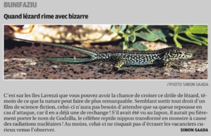 Quand lézard rime avec bizarre