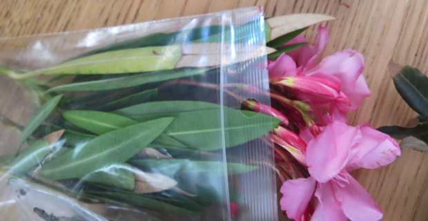 Xylella fastidiosa : L’Office de l’environnement et l’ODARC répondent aux oléiculteurs et renvoient la balle à l’Etat Xylella fastidiosa : L’Office de l’environnement et l’ODARC répondent aux oléiculteurs et renvoient la balle à l’Etat