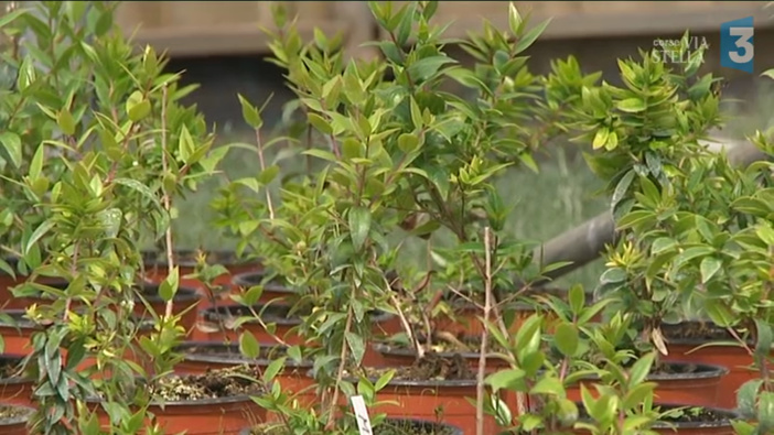 Corsica Grana, un label pour certifier l’origine corse des plants  Corsica Grana, un label pour certifier l’origine corse des plants