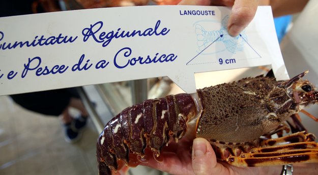 Pêche à la langouste : de la friture dans les viviers