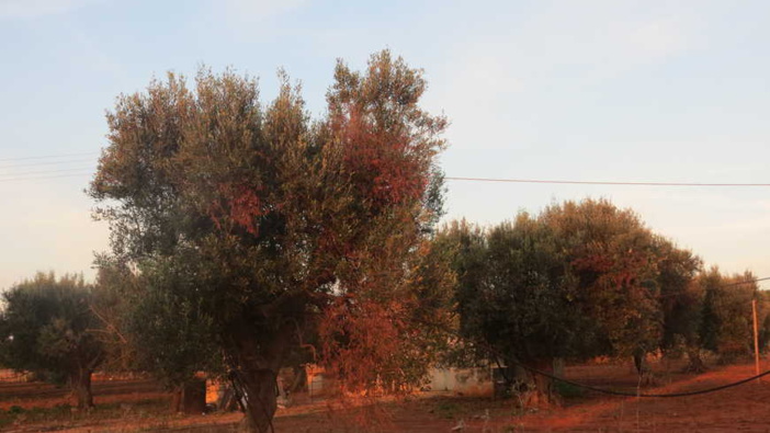 Xylella Fastidiosa : l’Europe devrait lâcher du lest en Corse Xylella Fastidiosa : l’Europe devrait lâcher du lest en Corse