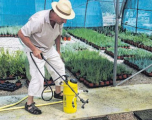 Corsica Grana : des pépiniéristes à l'oeuvre pour la filière locale Corsica Grana : des pépiniéristes à l'oeuvre pour la filière locale