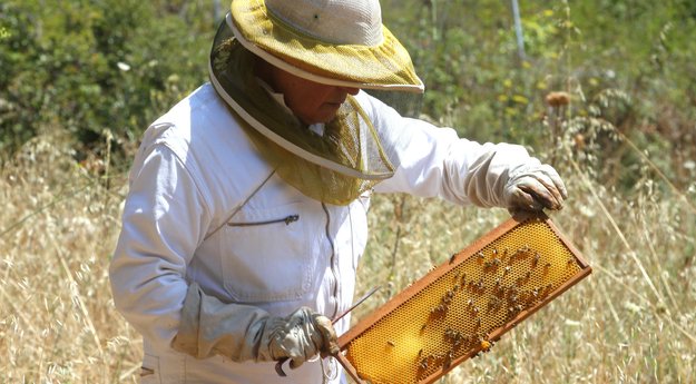 Les abeilles plus que jamais fragilisées par la sécheresse