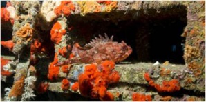 Les récifs artificiels, outils de développement durable Les récifs artificiels, outils de développement durable