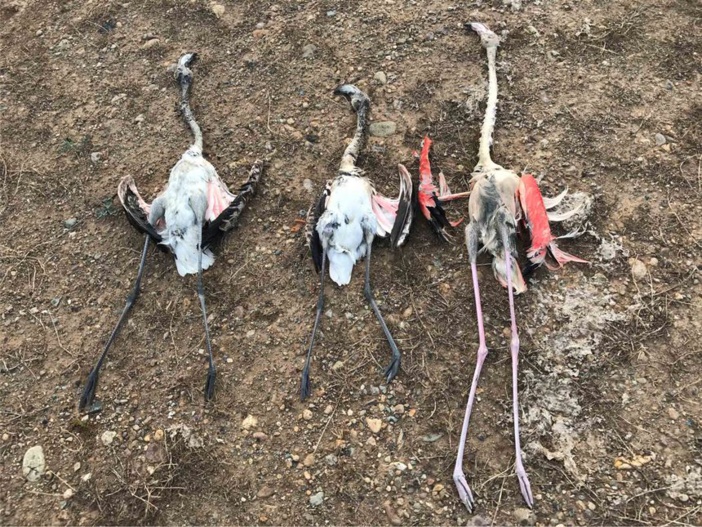 Communiqué de presse de notre Présidente sur l'affaire des Flamants Roses Communiqué de presse de notre Présidente sur l'affaire des Flamants Roses