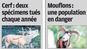 Espèces menacées, l'homme accélérateur d'extinctions Espèces menacées, l'homme accélérateur d'extinctions