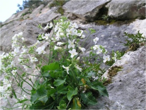 Les actions du CBNC dans le cadre du programme Care Mediflora Les actions du CBNC dans le cadre du programme Care Mediflora