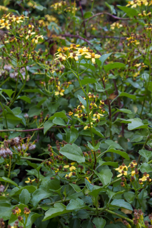 Senecio angulatus D.C./ Seneçon anguleux
