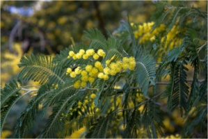 Acacia dealbata Link. / Mimosa d’hiver