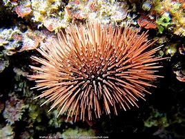 Règlementation de la pêche aux oursins dans la Réserve Naturelle des Bouches de Bonifacio