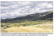 750 Oliviers corses à la reconquête du maquis