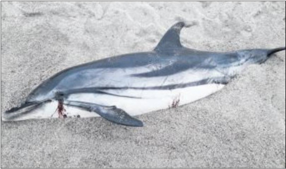 Un dauphin retrouvé échoué sur la plage d'Abbartello