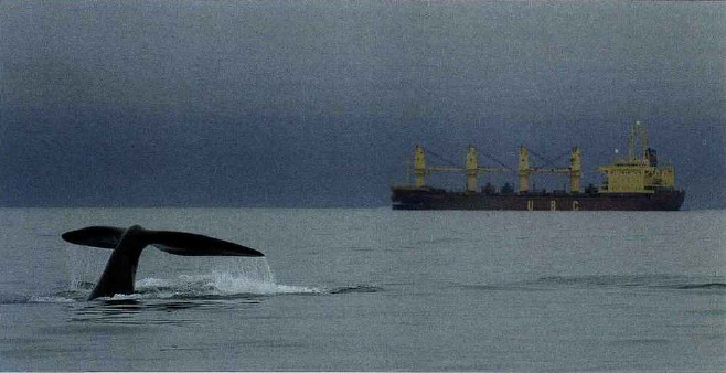 Pollution sonore des océans : une menace émergente en constante expansion