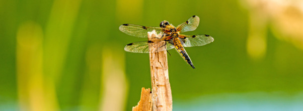 Atlas de la biodiversité communale : L'AFB a sélectionné 47 collectivités