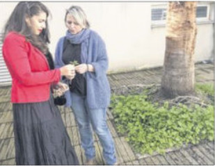 Plantes endémiques et projet pédagogique pour le collège