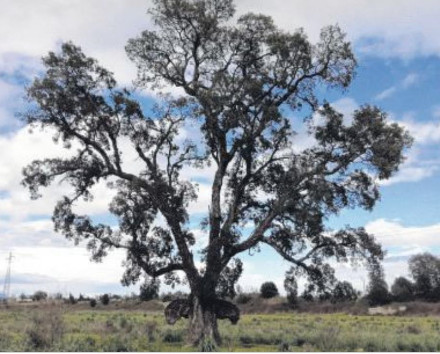 Il est inscrit au concours de l'arbre de l'année 2018