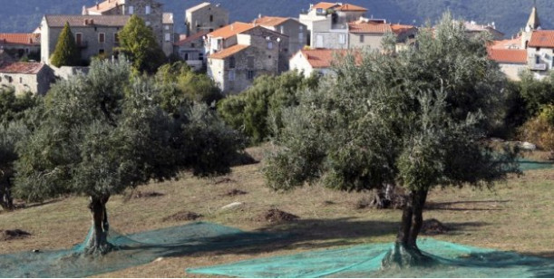 La bactérie "tueuse d'oliviers" détectée pour la première fois sur des arbres en Corse
