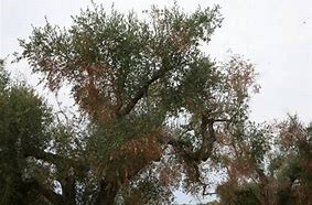 Corse : des oliviers touchés par la Xylella fastidiosa